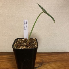 アロカシア　ドラゴンスケール② 観葉植物の画像