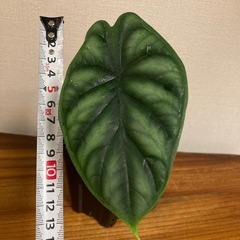 アロカシア　ドラゴンスケール② 観葉植物の画像