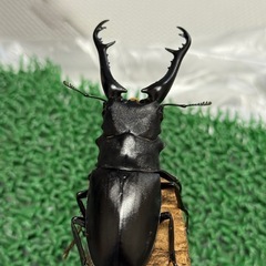 ギラファノコギリクワガタの幼虫3匹（初令）の画像