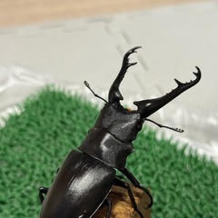 ギラファノコギリクワガタの幼虫3匹（初令）の画像