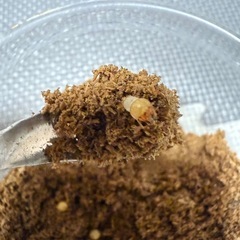 ギラファノコギリクワガタの幼虫3匹（初令）の画像