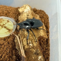 ギラファノコギリクワガタの幼虫3匹（初令）の画像