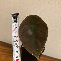 観葉植物　アロカシア　クプレアの画像