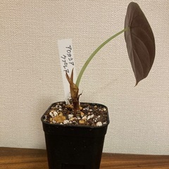 観葉植物　アロカシア　クプレアの画像