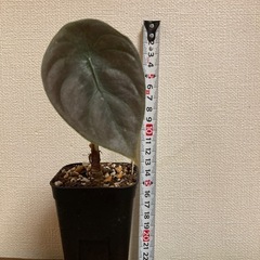 観葉植物　アロカシア　クプレアの画像