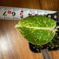 観葉植物　アグラオネマ ダイヤモンドトリカラーの画像