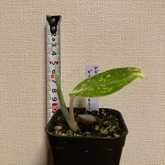 観葉植物　アグラオネマ ダイヤモンドトリカラーの画像
