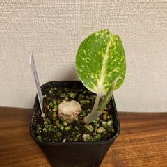 観葉植物　アグラオネマ ダイヤモンドトリカラーの画像