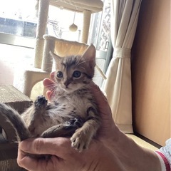 キジトラ　男の子　1.5ヶ月