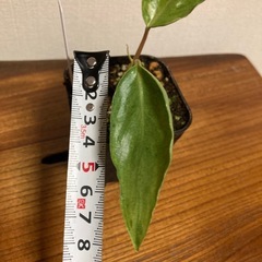 観葉植物　フィロデンドロン　パライソヴェルデジョーピーの画像