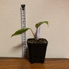 観葉植物　フィロデンドロン　パライソヴェルデジョーピーの画像