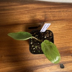 観葉植物　フィロデンドロン　パライソヴェルデジョーピーの画像