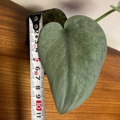 観葉植物　スキンダプサス　シルバークラウドの画像