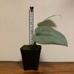観葉植物　スキンダプサス　シルバークラウドの画像