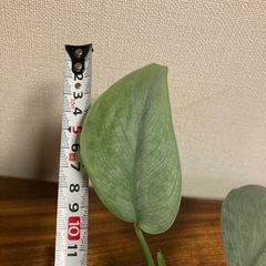 観葉植物　スキンダプサス　シルバークラウドの画像
