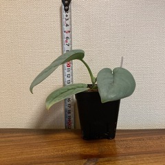 観葉植物　スキンダプサス　プラチナの画像