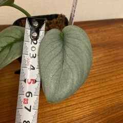 観葉植物　スキンダプサス　プラチナの画像