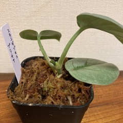 観葉植物　スキンダプサス　プラチナの画像