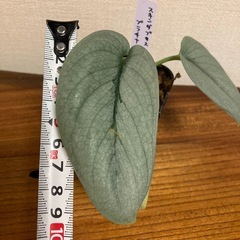 観葉植物　スキンダプサス　プラチナの画像