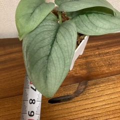 観葉植物　スキンダプサス　プラチナ②の画像