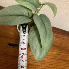 観葉植物　スキンダプサス　プラチナ②の画像