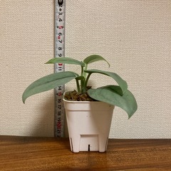 観葉植物　スキンダプサス　プラチナ②の画像