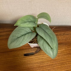観葉植物　スキンダプサス　プラチナ②の画像