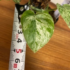 観葉植物　エピプレムナピナツム　マーブルの画像
