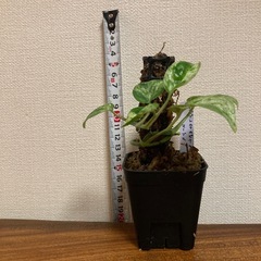 観葉植物　エピプレムナピナツム　マーブルの画像
