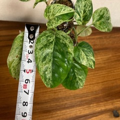 観葉植物　エピプレムナピナツム　マーブルの画像