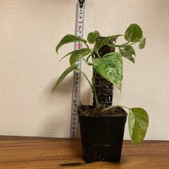 観葉植物　エピプレムナピナツム　マーブルの画像