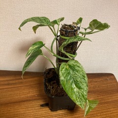 観葉植物　エピプレムナピナツム　マーブルの画像