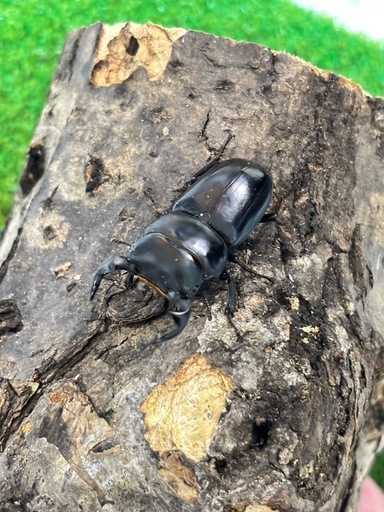 ヤクシャオオクワガタ（ツノボソオオクワガタ）即ブリ　トリオ