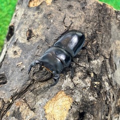 ヤクシャオオクワガタ（ツノボソオオクワガタ）即ブリ　トリオの画像