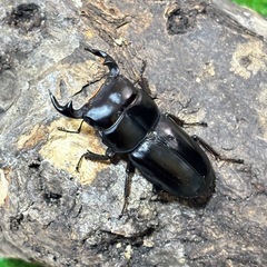 ヤクシャオオクワガタ（ツノボソオオクワガタ）即ブリ　トリオの画像