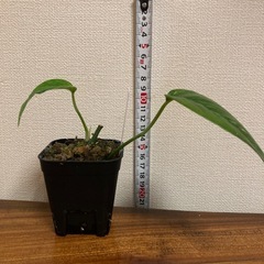観葉植物　エピプレムナピナツム　斑入りの画像