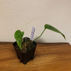 観葉植物　エピプレムナピナツム　斑入りの画像