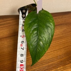 観葉植物　エピプレムナピナツム　斑入りの画像
