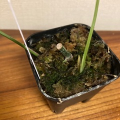 観葉植物　エピプレムナピナツム　斑入りの画像