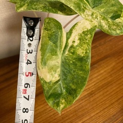 観葉植物　アロカシア　ピンクドラゴン斑入りの画像