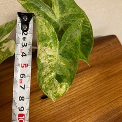 観葉植物　アロカシア　ピンクドラゴン斑入りの画像