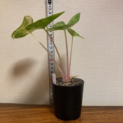 観葉植物　アロカシア　ピンクドラゴン斑入りの画像