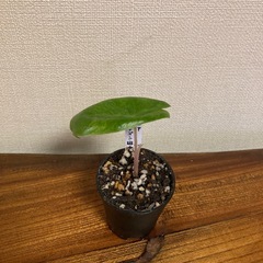 観葉植物　アロカシア　ピンクドラゴン斑入り②の画像
