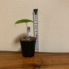観葉植物　アロカシア　ピンクドラゴン斑入り②の画像