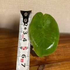 観葉植物　アロカシア　ピンクドラゴン斑入り②の画像