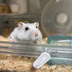 急募ジャンガリアンパール