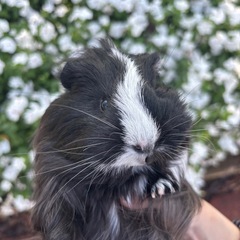 コロネットモルモット