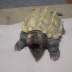 ワニ亀の画像