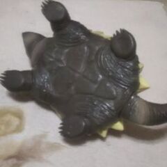 ワニ亀の画像