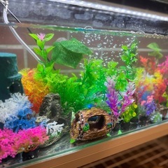 水槽装飾品色々の画像